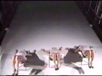 Image of Dumb Type ‘ph’ spring 1991 Live Performance Kyoto Municipal Museum of the Arts Institute Contemporary Arts, Nagoya